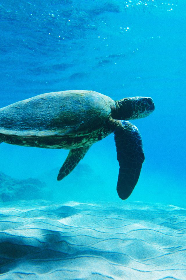 Turtle Sea Ocean Animal Android wallpaper