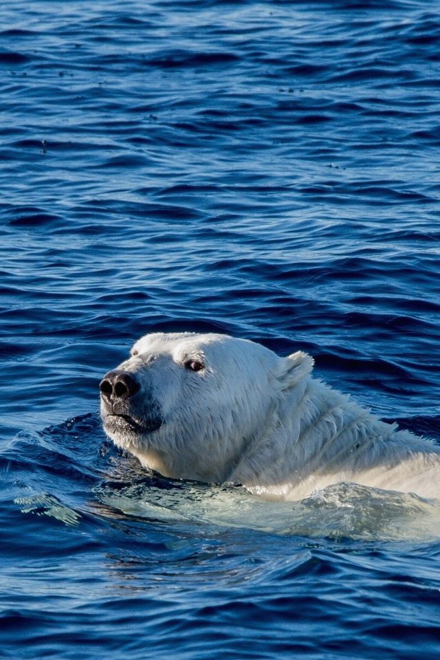 Watch Me Swim Polar Bear Sea Animal Android wallpaper