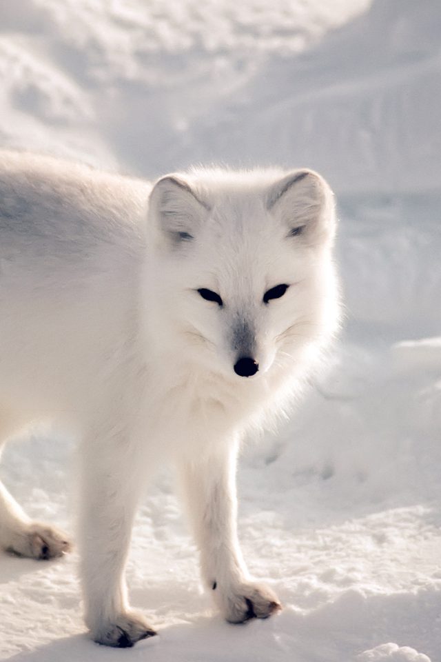 White Artic Fox Snow Winter Animal Android wallpaper