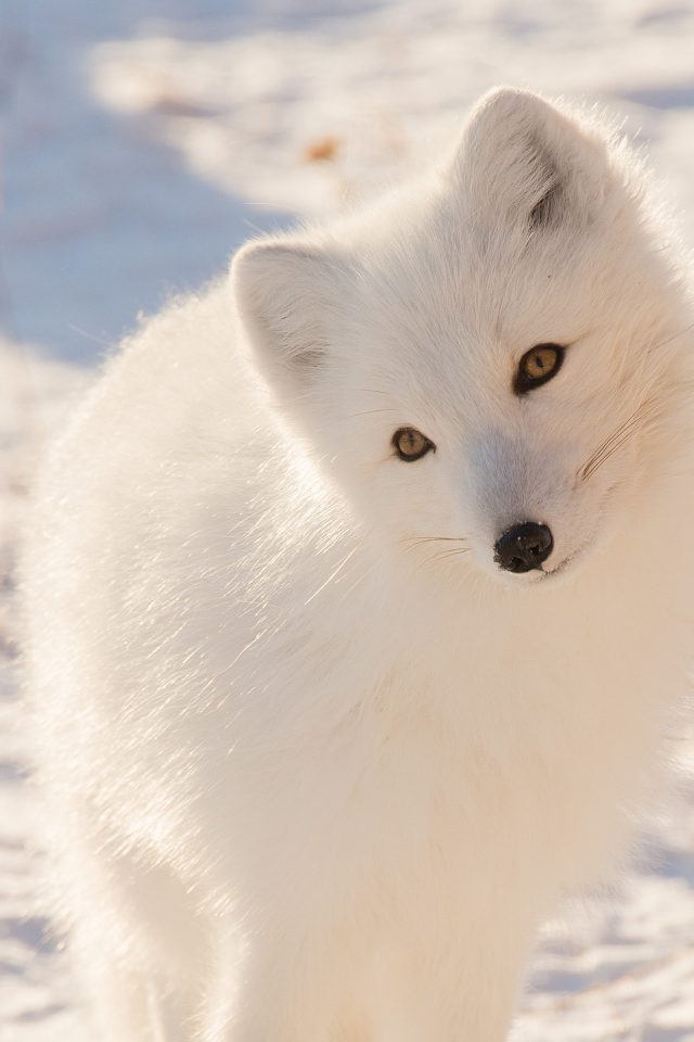 Winter Animal Fox White Android wallpaper