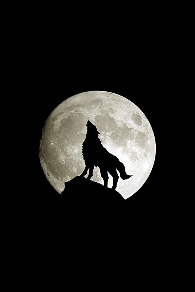 Wolf Howl Animal Dark Minimal Nature Android wallpaper