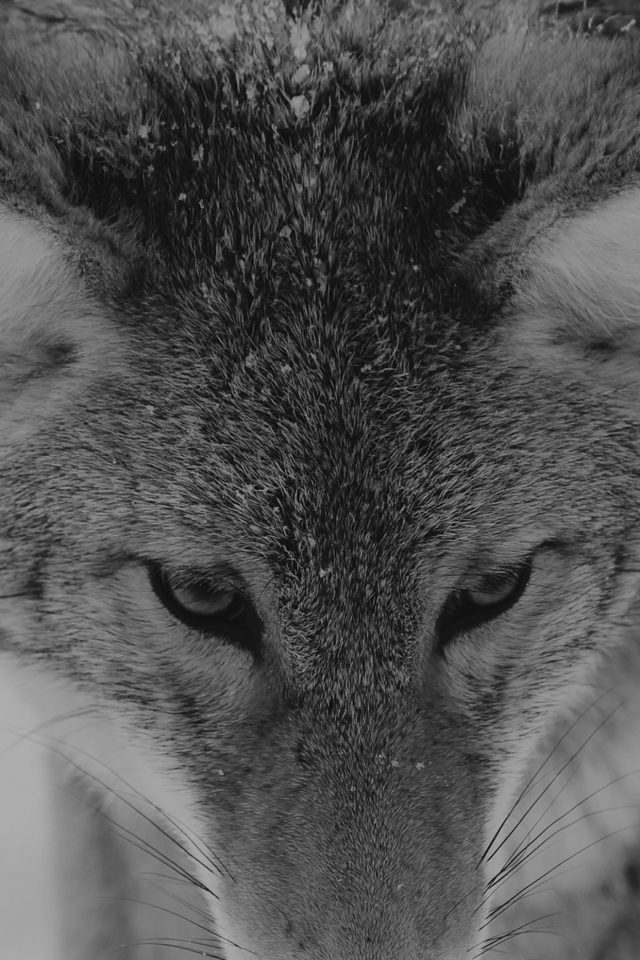 Wolf Snow Animal Dark Bw Levi Saunders Android wallpaper