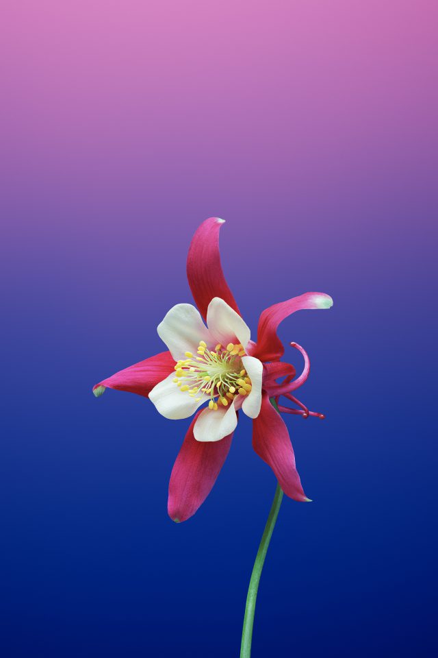 Flower AQUILEGIA Android wallpaper