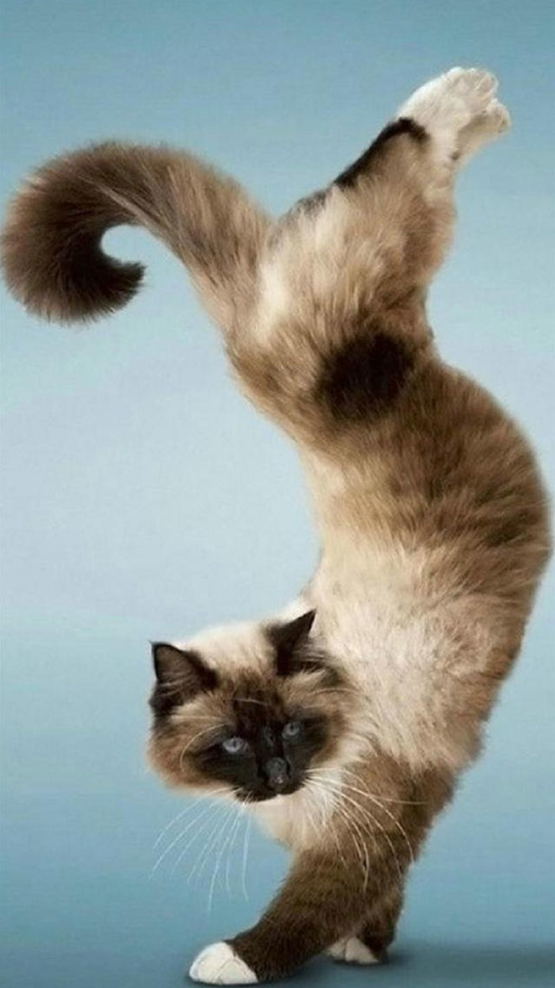 Funny Cat standing up Android wallpaper