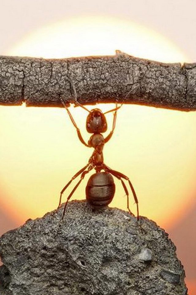 Funny Ant Android wallpaper