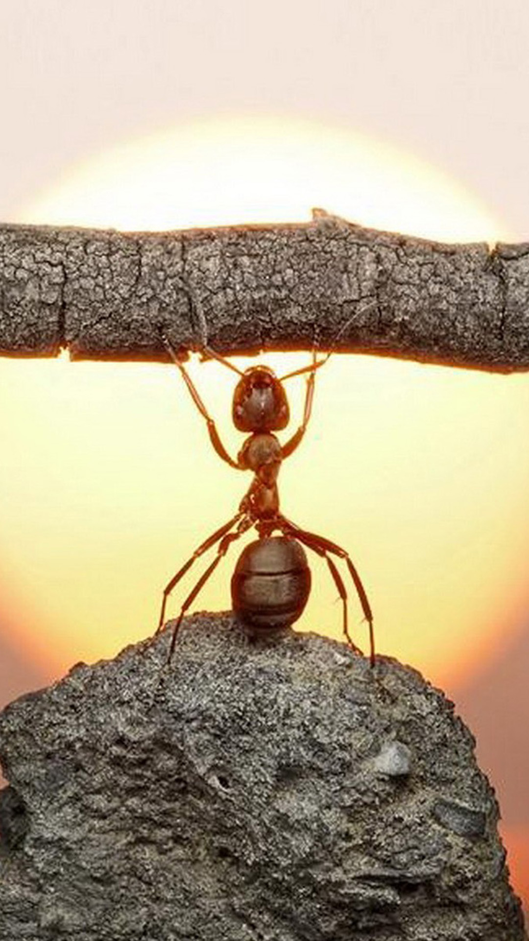 Funny Ant Android wallpaper