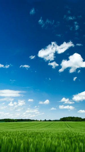 Grass Fields Android wallpaper