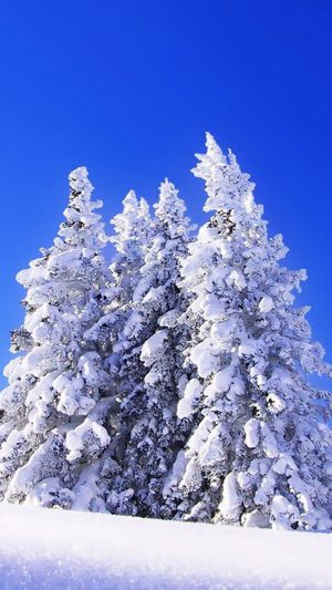 Great Blue Sky in Winter Android wallpaper