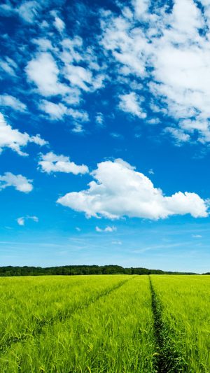 Great Sky And Grass Android wallpaper