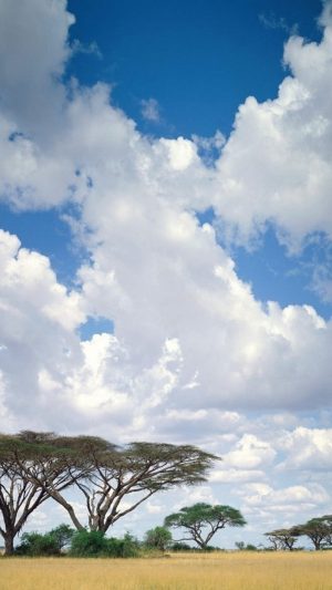 Safari Clouds Android wallpaper
