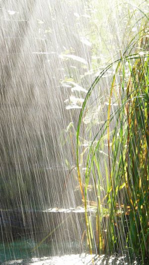 Summer Rain Android wallpaper