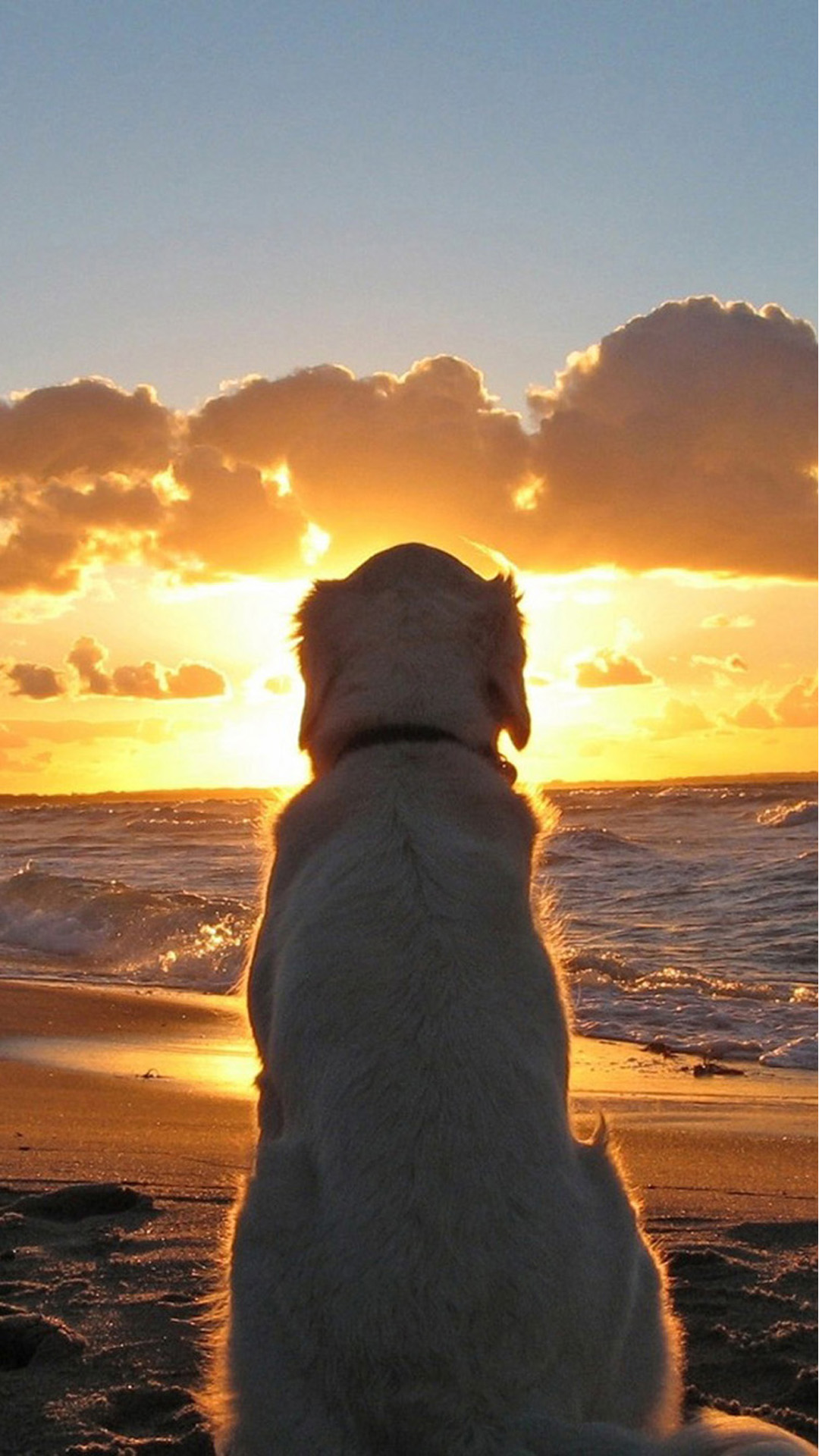 Dog on the beach Android wallpaper
