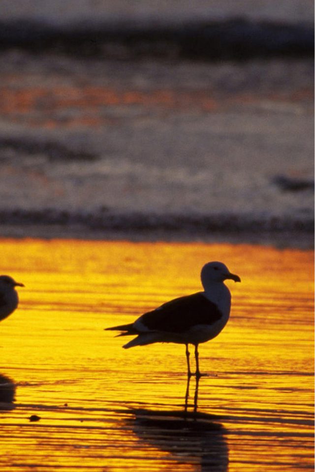 Seagull on the beach Android wallpaper
