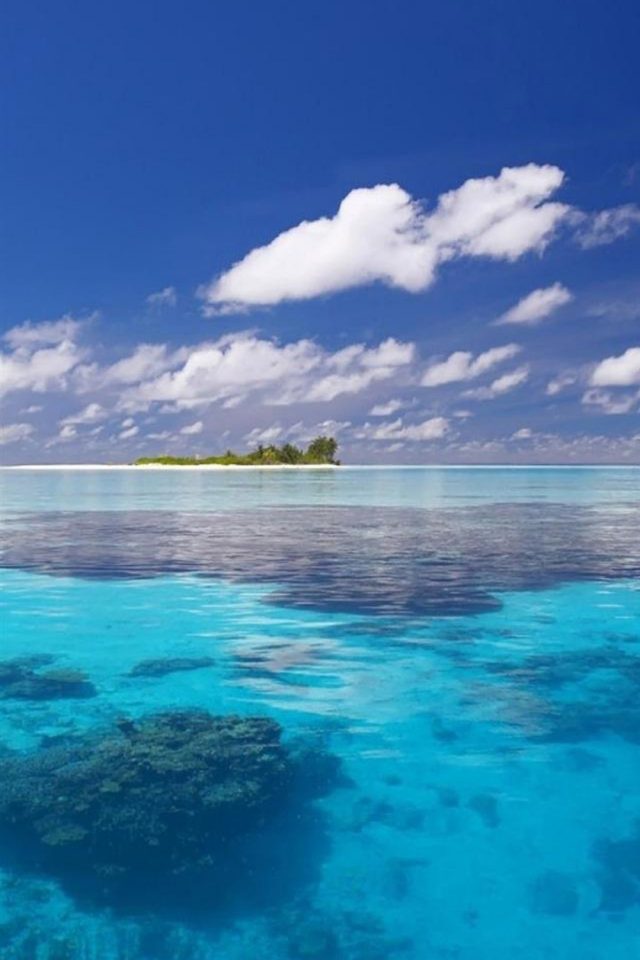 Tropical Beach and Coral Android wallpaper