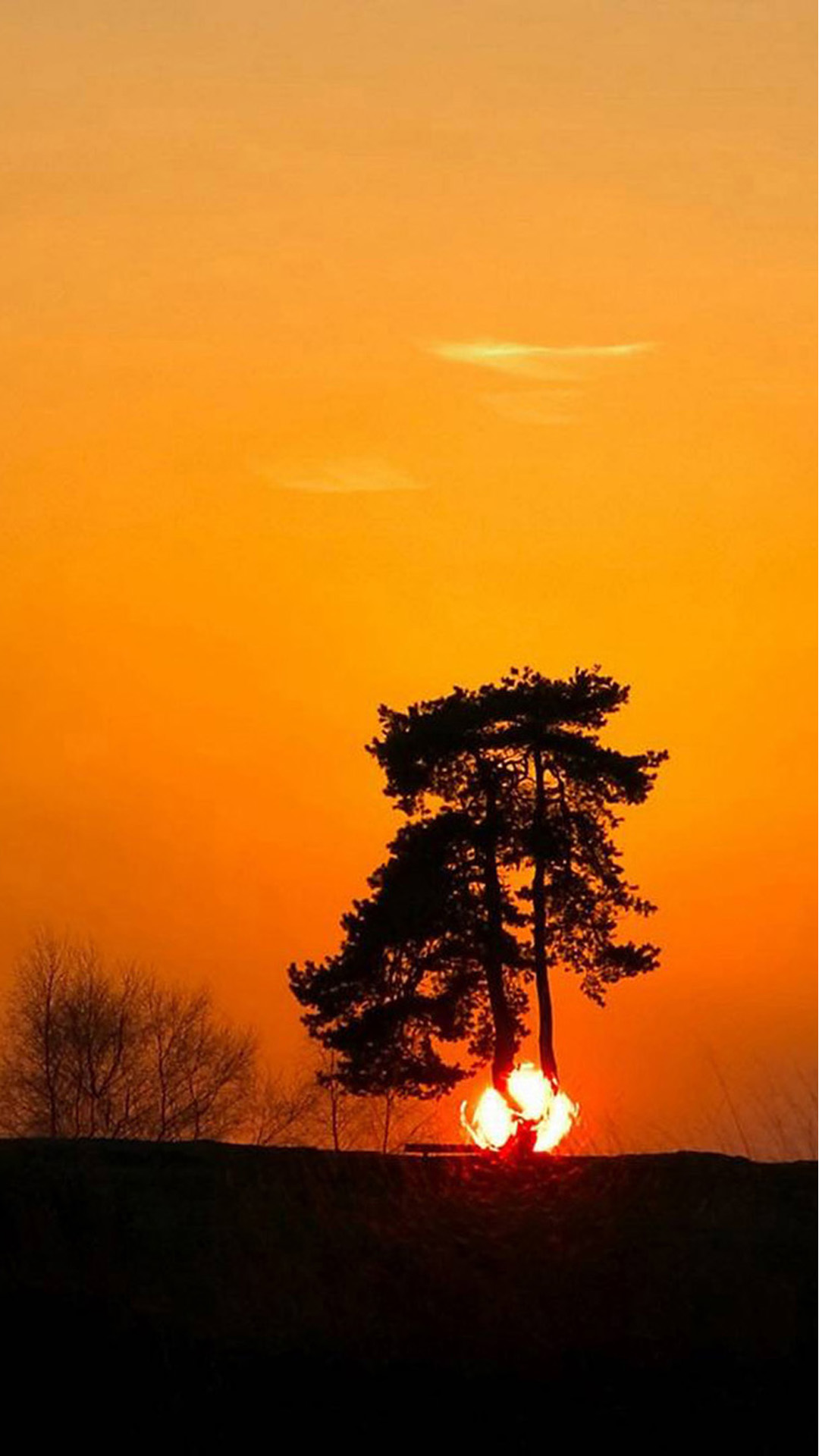 Sun through trees Android wallpaper