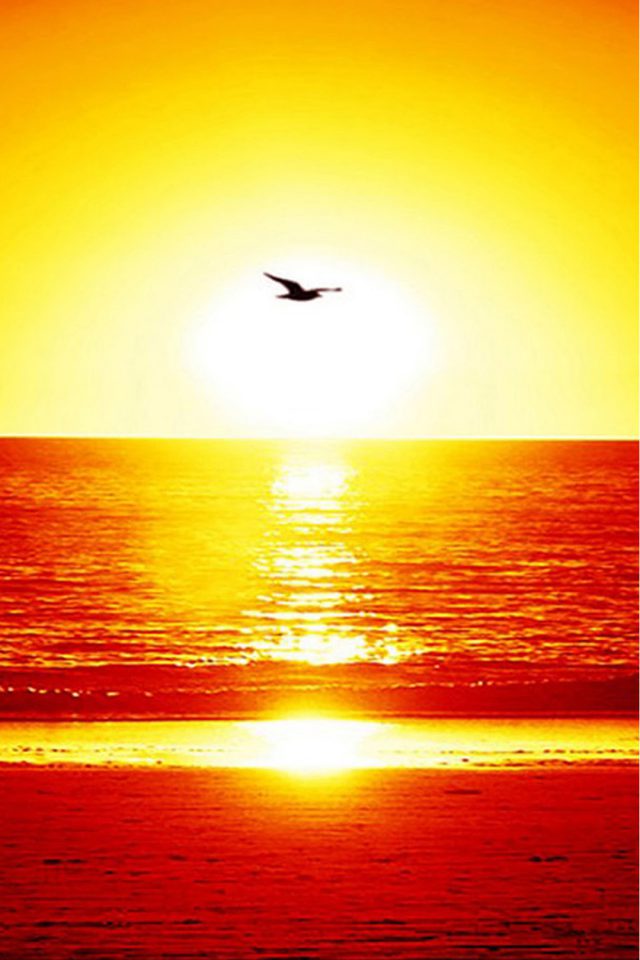 Beach Seagull Sunset Android wallpaper