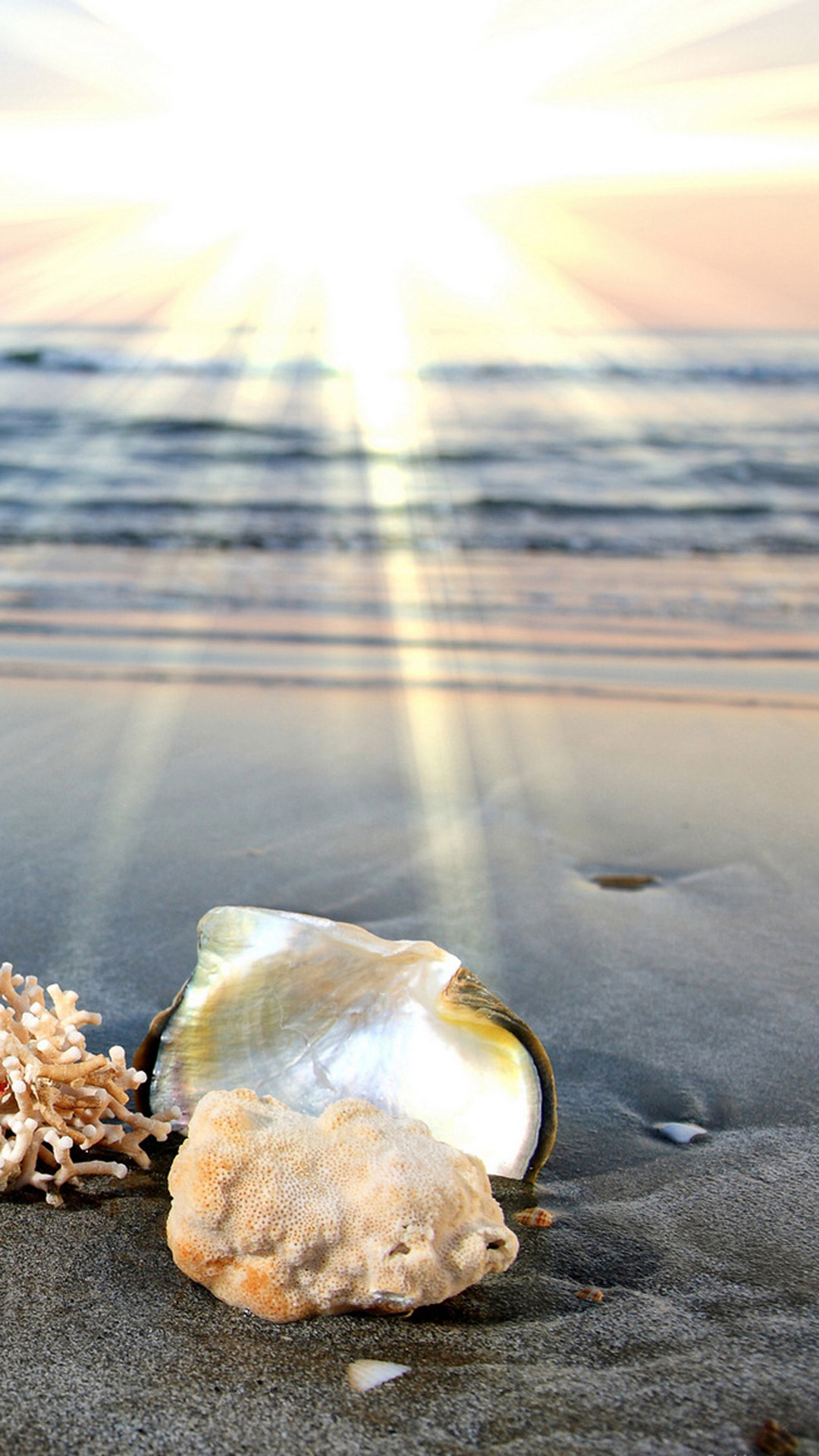 Dawn beach shells Android wallpaper