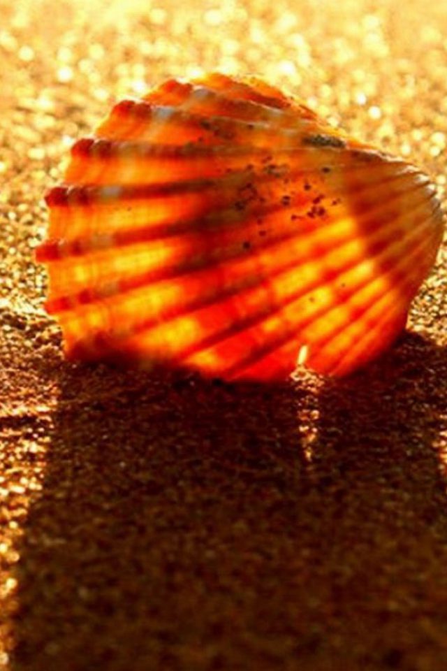 Golden Beach Shell Android wallpaper
