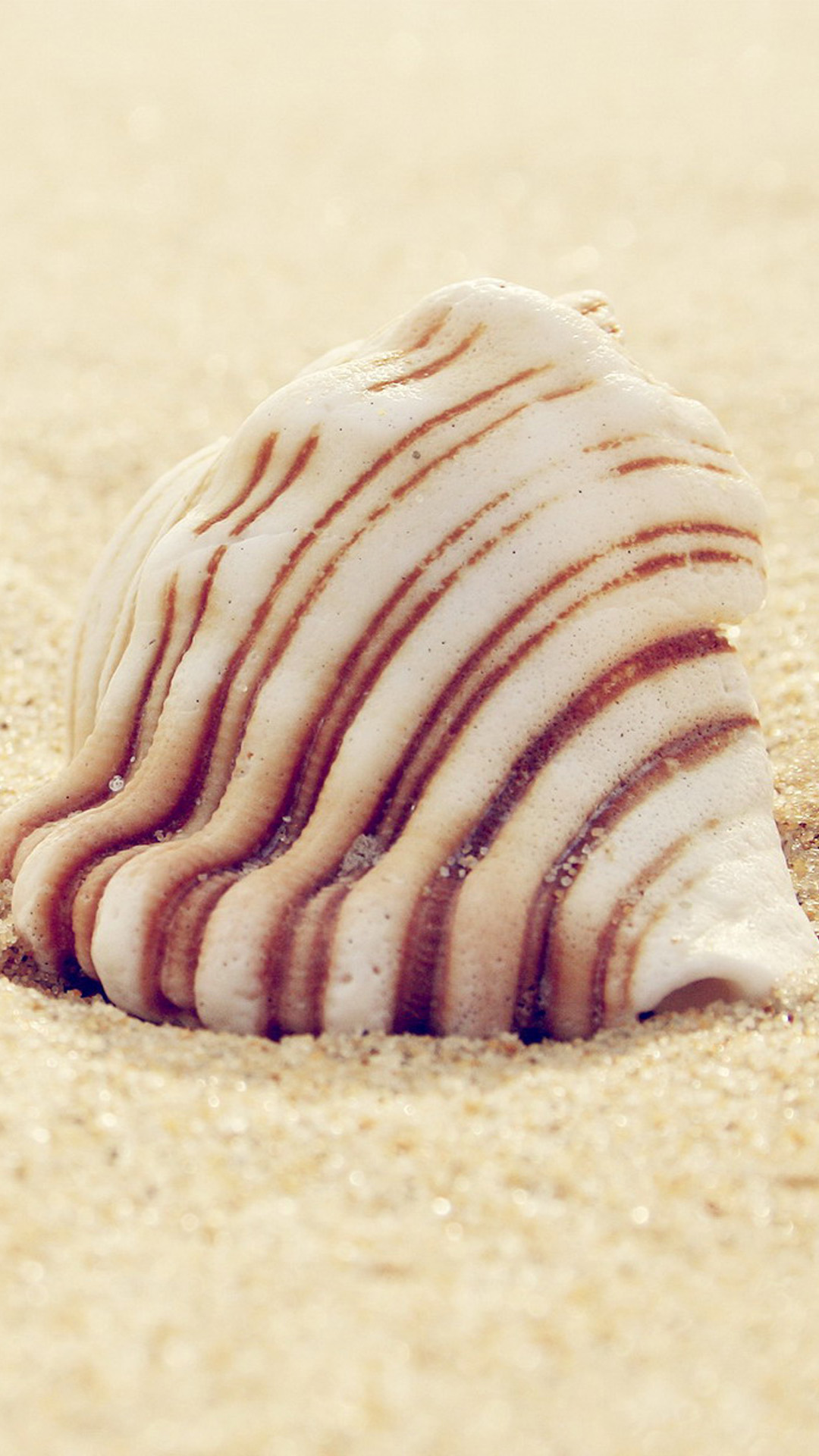 Beach shells Android wallpaper