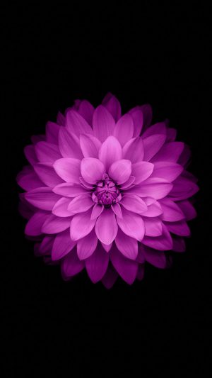 Official Apple Ios 03 Android wallpaper