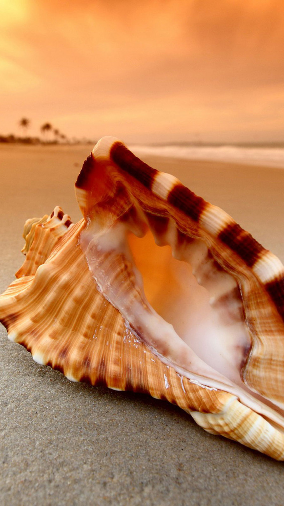 Sunset Beach Shell Android wallpaper