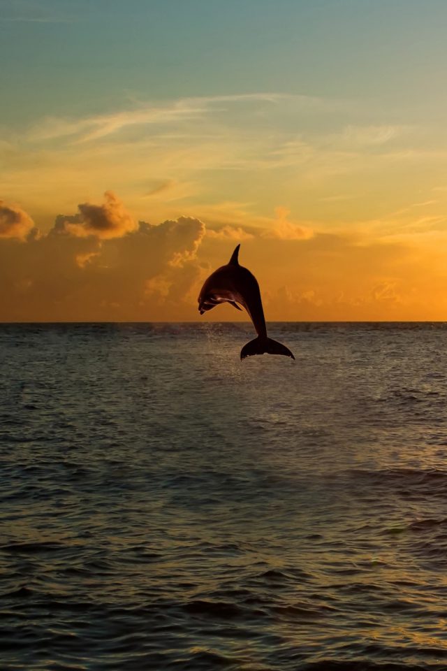 Dolphin jumping out of the sea in florida Android wallpaper