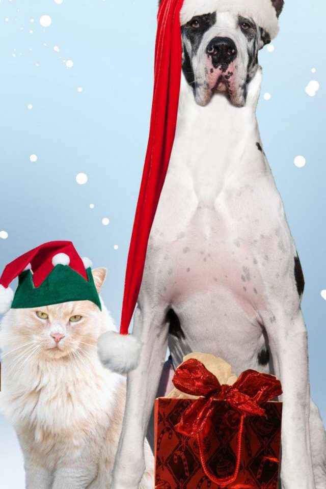 Christmas Dog And Cat Android wallpaper