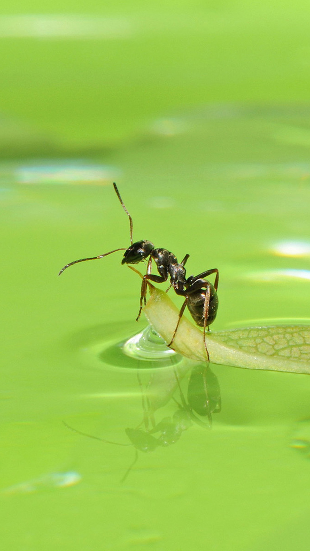 Ants HD Android wallpaper
