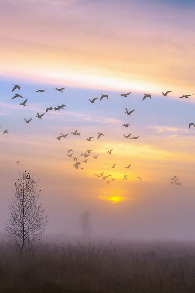 Autumn Dusk Geese Android wallpaper