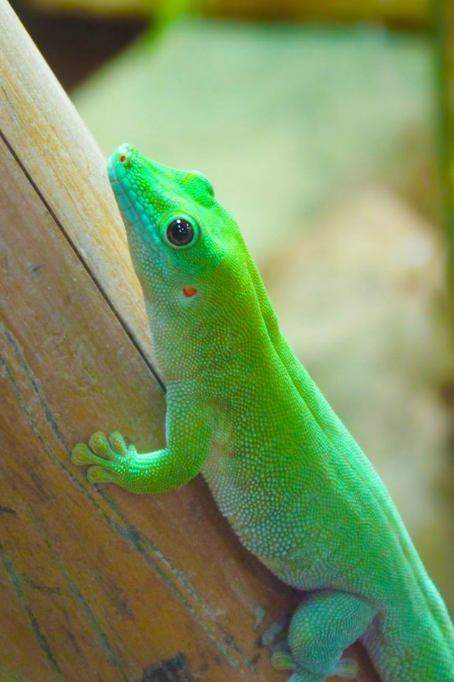 Beautiful Chameleon Reptiles Android wallpaper