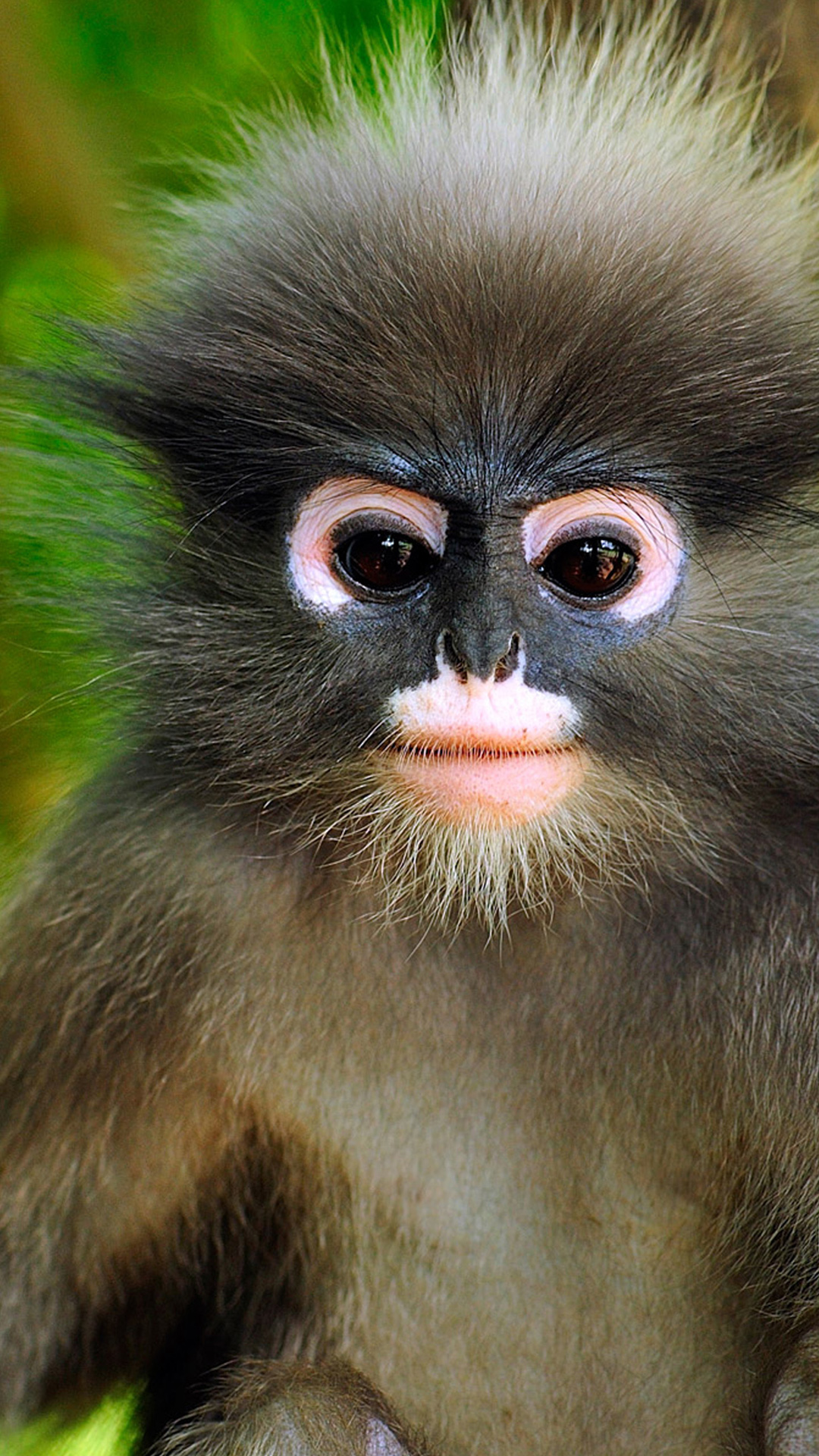 Cute Little Monkey Android wallpaper