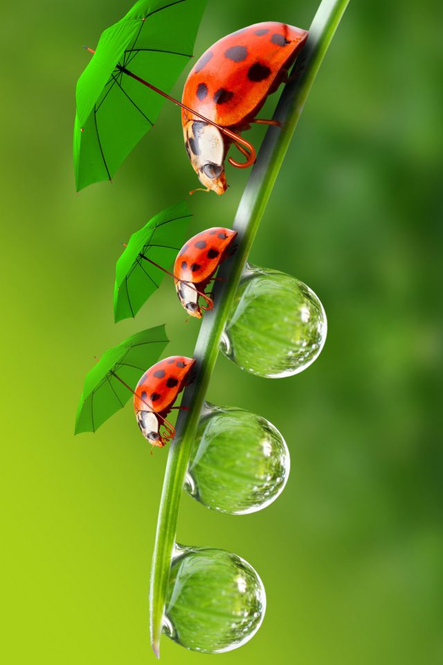 HD Interesting Beetle Android wallpaper