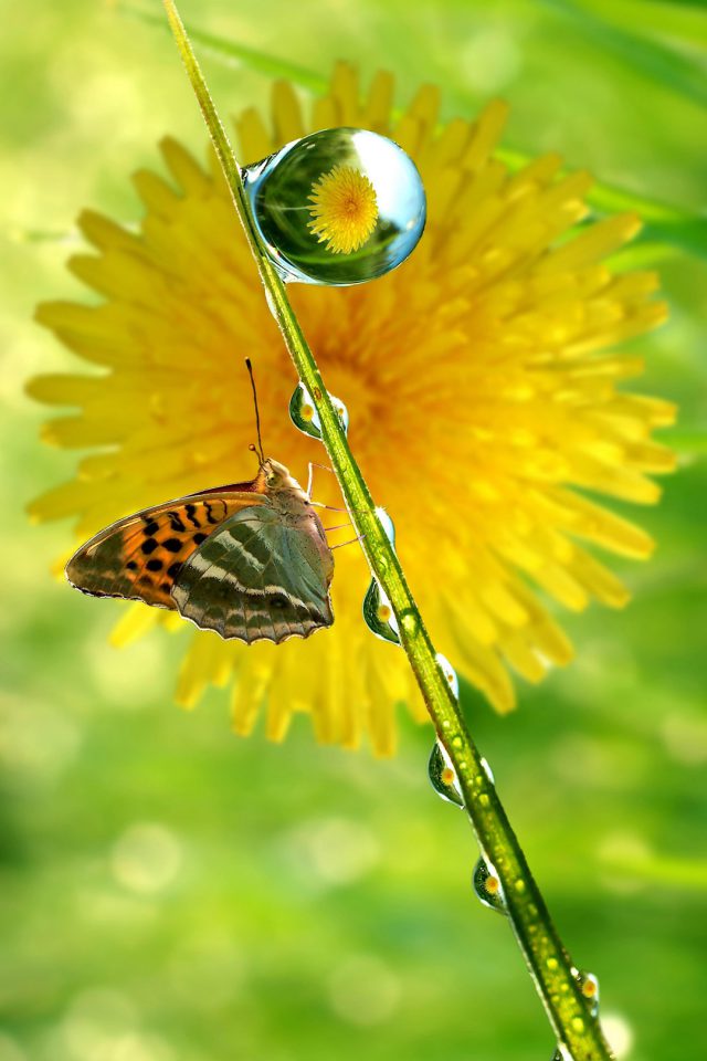HD Spring Butterfly Drops Android wallpaper