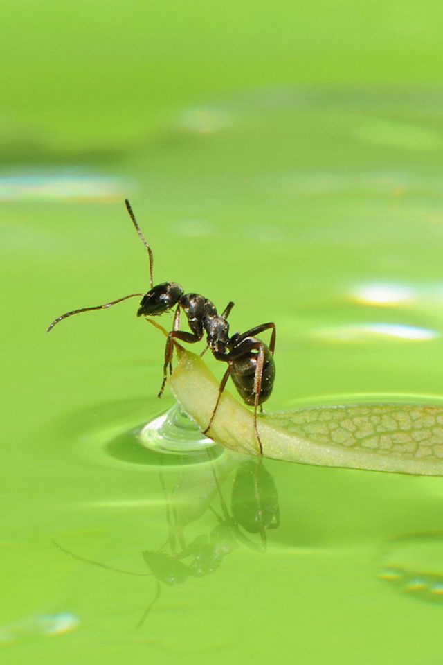 Interesting Ants Android wallpaper