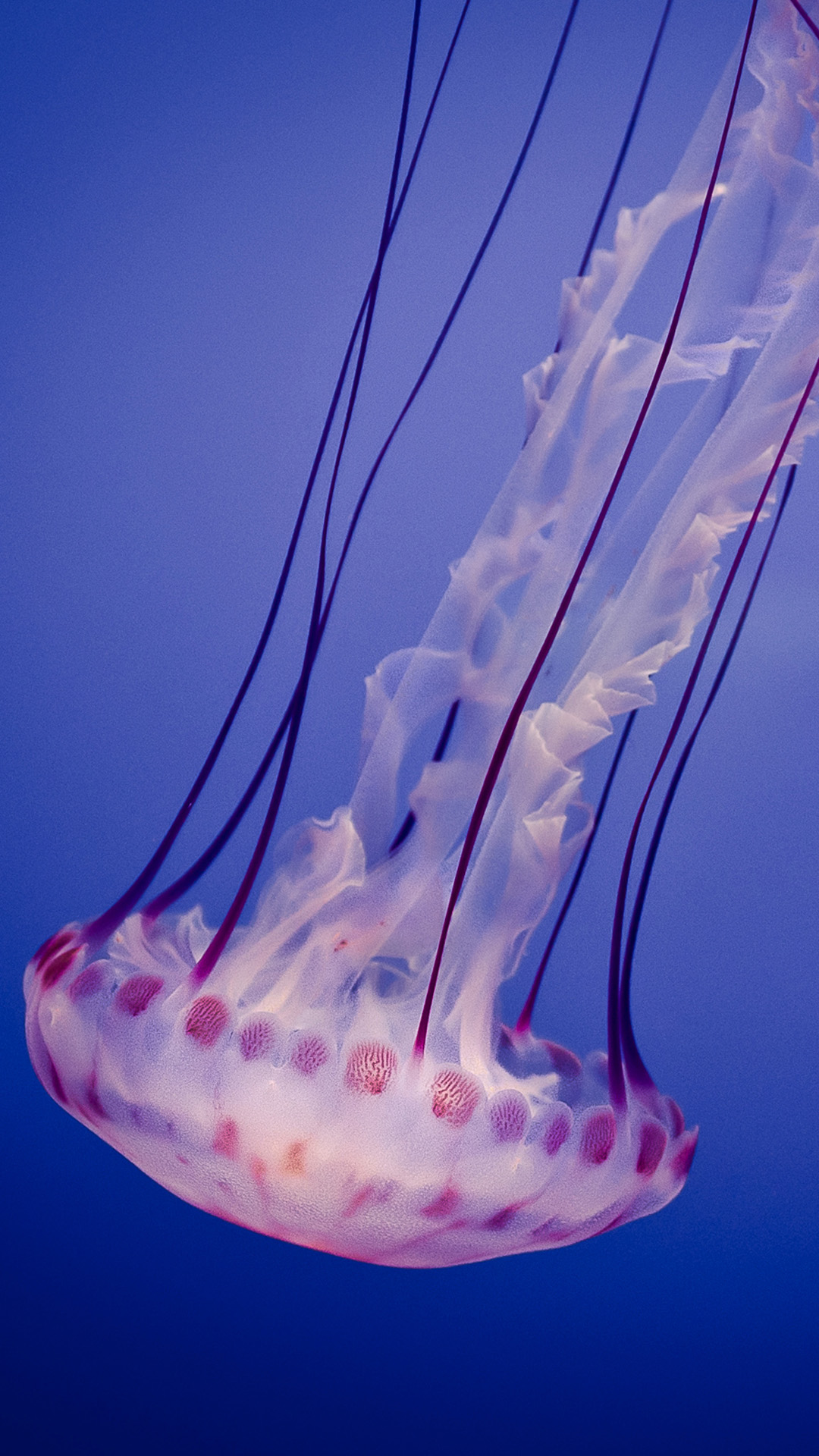Jellyfish Android wallpaper