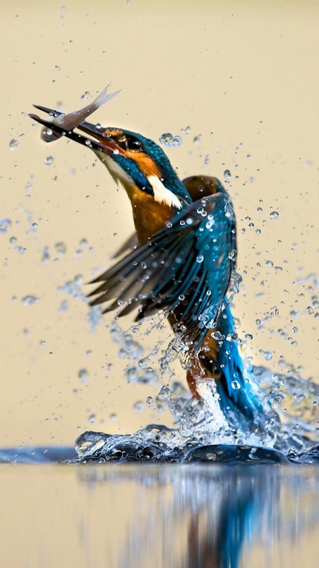 Kingfisher Android wallpaper