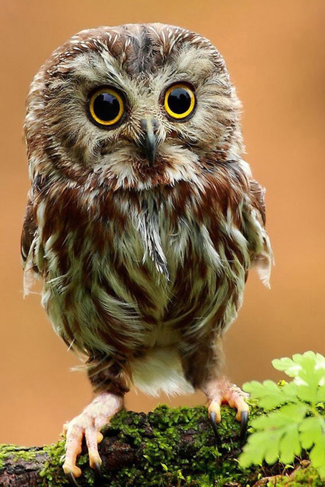 Little Owl In Gods Eyes Android wallpaper