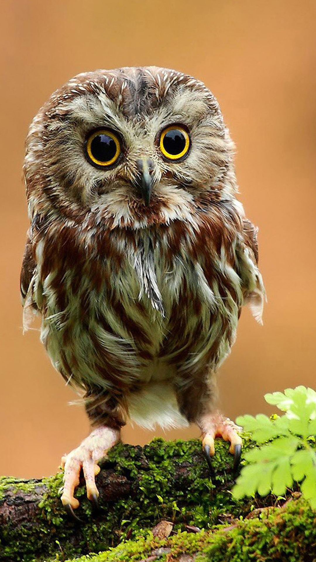 Little Owl  In Gods Eyes Android  wallpaper  Android  HD  