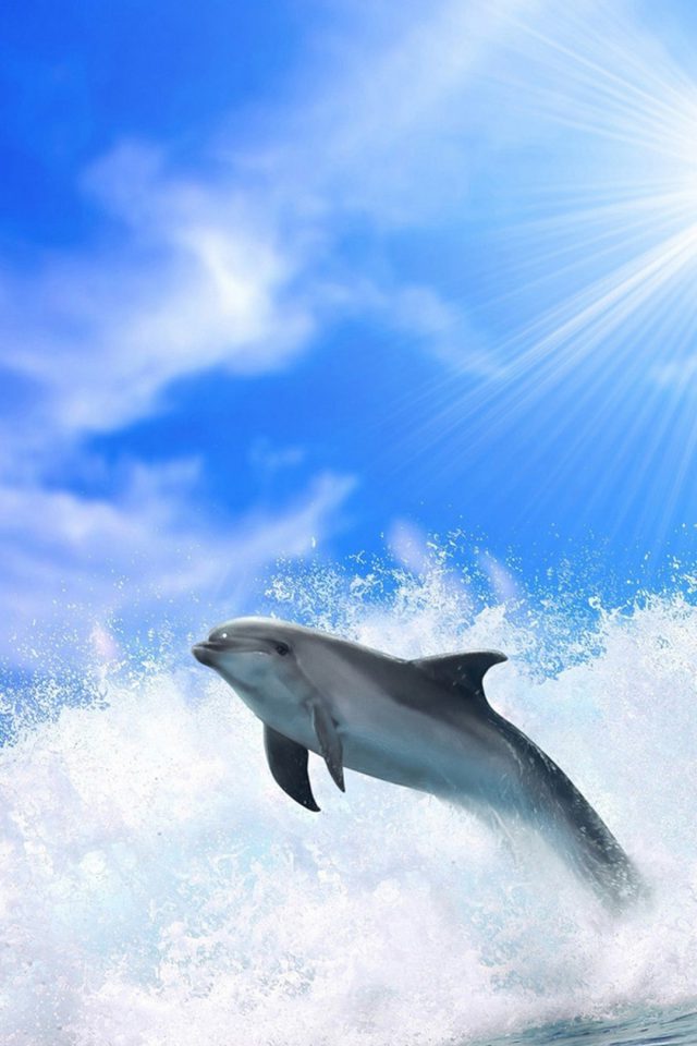 Ocean Dolphins Android wallpaper