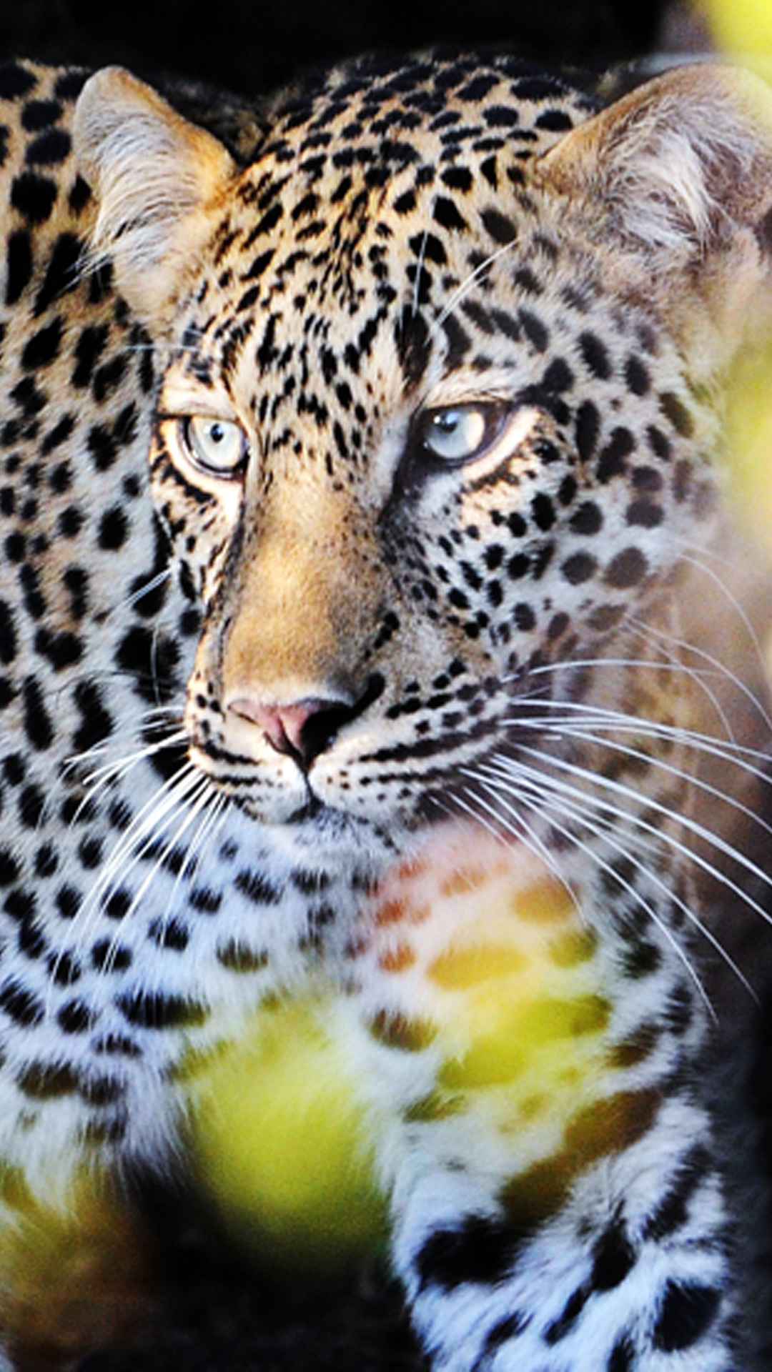 Perfect Leopard Android wallpaper