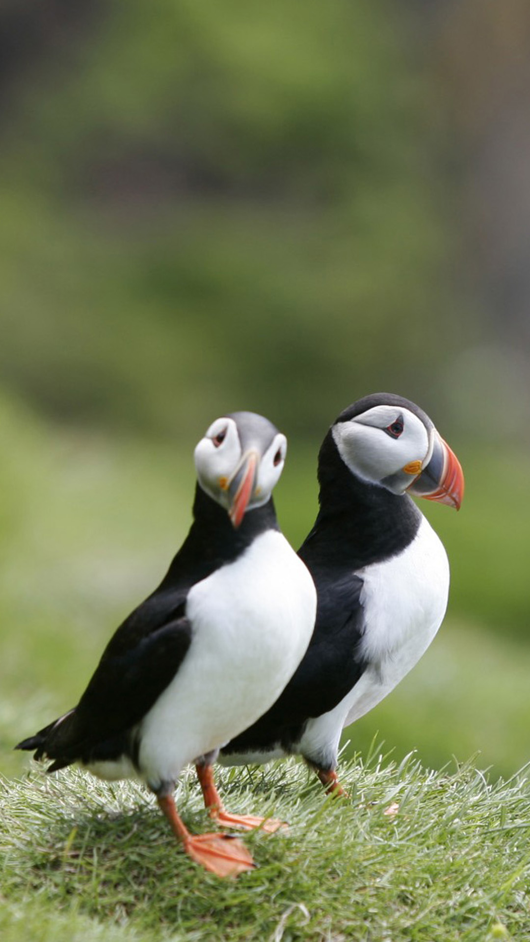 Puffins Couple Android wallpaper
