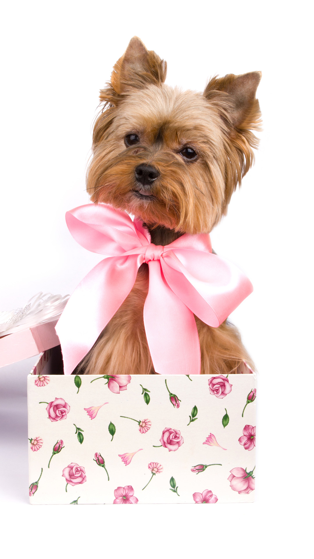 Puppy Gift Ideas Android wallpaper