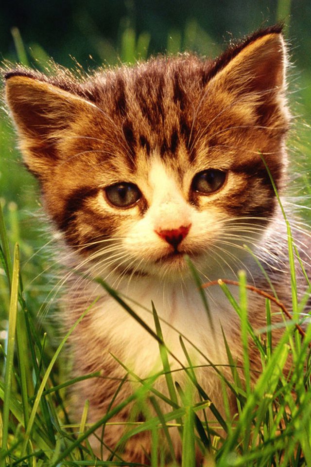 Small Cat Android wallpaper