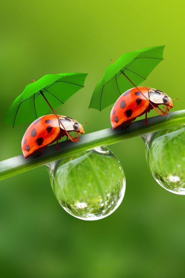 Umbrella Beetle Android wallpaper