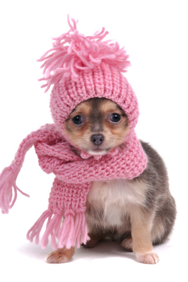 Warm Chihuahua Android wallpaper