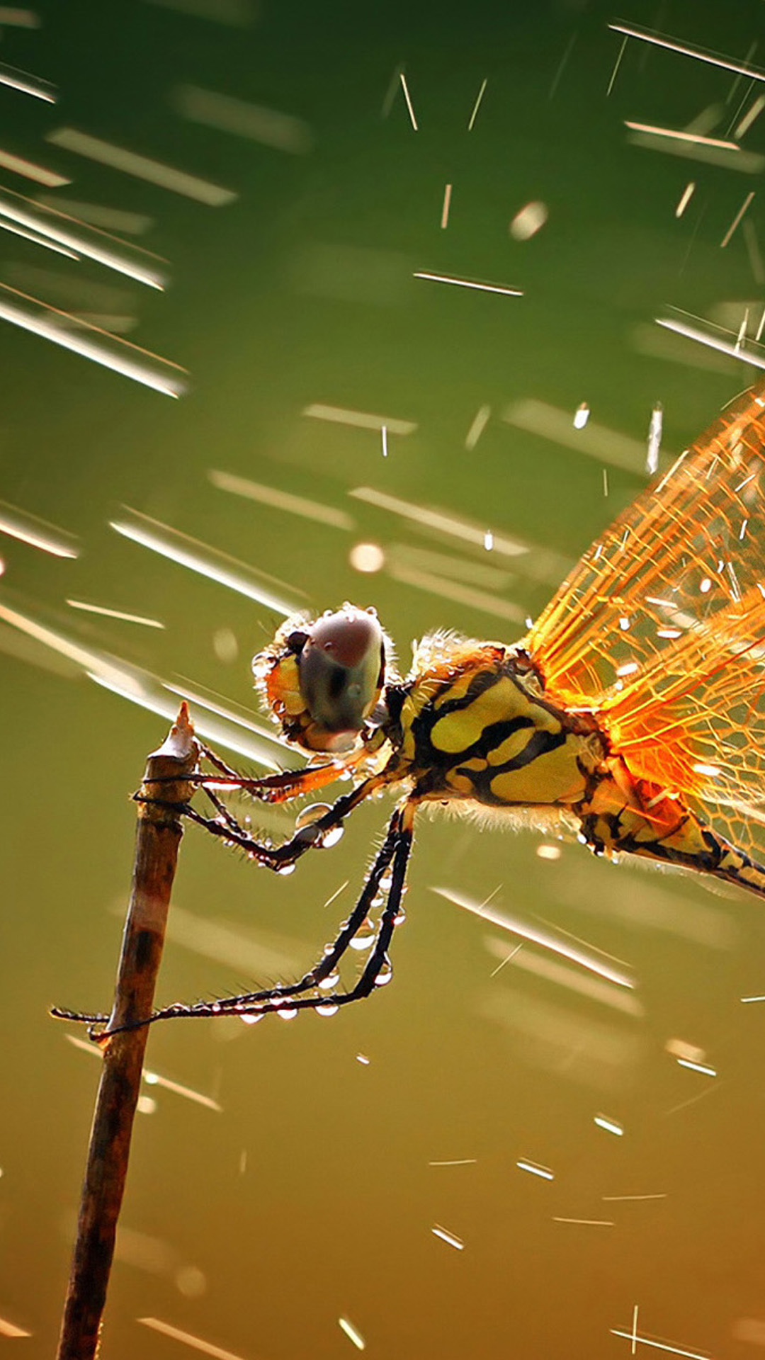 Wind Dragonfly Android wallpaper