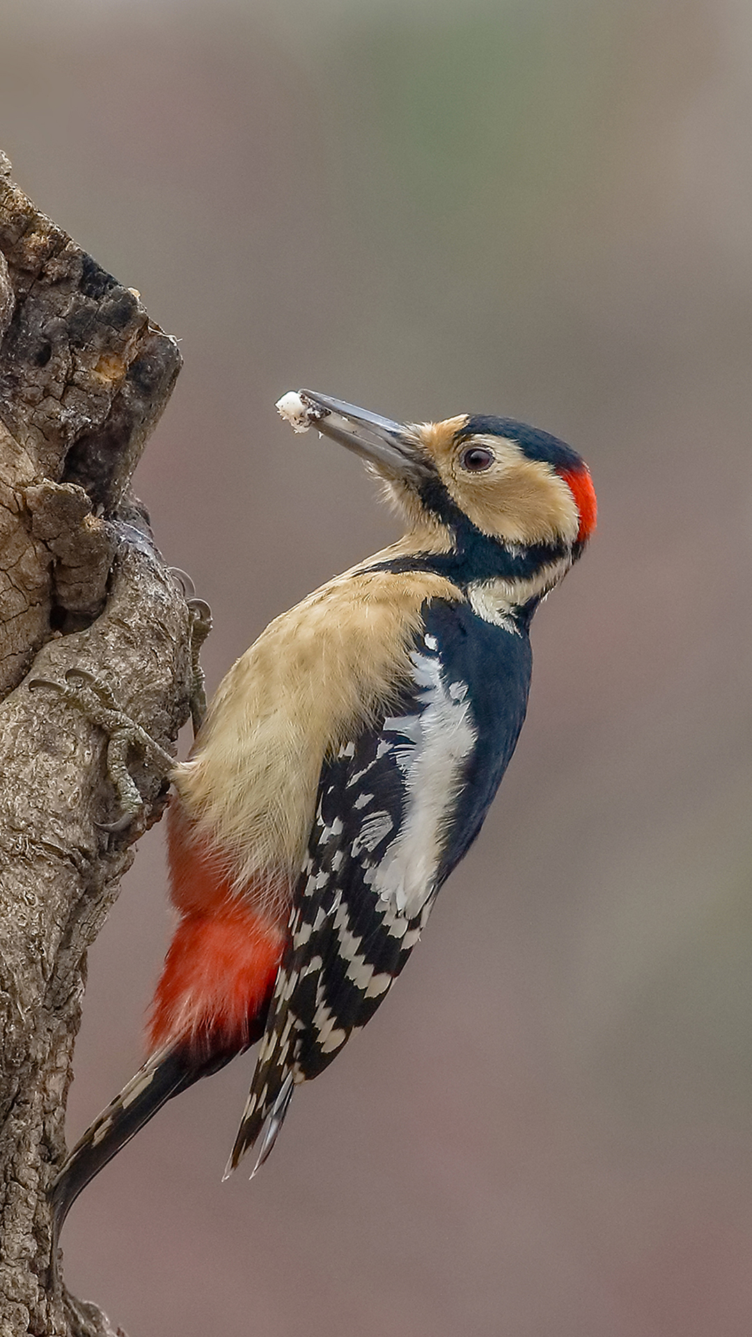 Woodpecker Android wallpaper