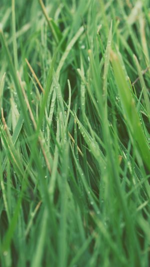 After Rain Green Lawn Flower Nature Love Android wallpaper