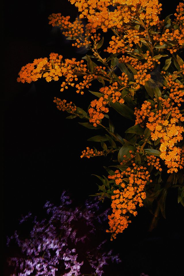 Apple Orange Flower Dark Ios9 Iphone6s Android wallpaper