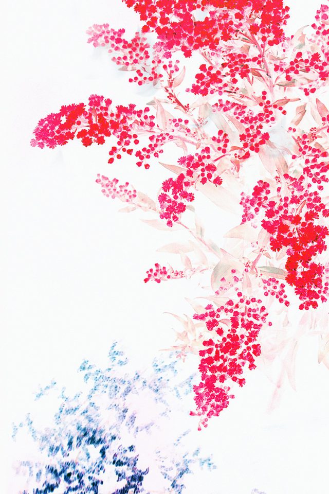 Apple Red White Flower Ios9 Iphone6s Android wallpaper